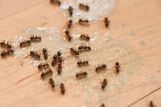 Best Insect Control  in Yeadon, PA